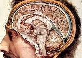 Η νόσο του Alzheimer εξαπλώνεται στον εγκέφαλο σαν λοίμωξη