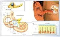 Ο ίλιγγος του αιθουσαίου νεύρου και η ακοή