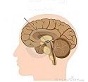 Νευρολογία-Ψυχιατρική-Αρχικά-συμπτώματα-πάρκινσον